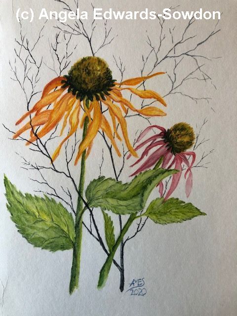 Echinacea painting. Telford Artist